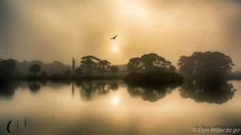 Foggy Rookery - Free image #408243